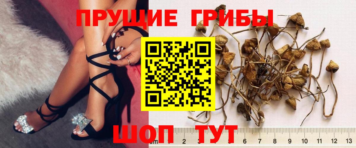 Бор  Псилоцибиновые грибы мицелий  Вход с VPN 